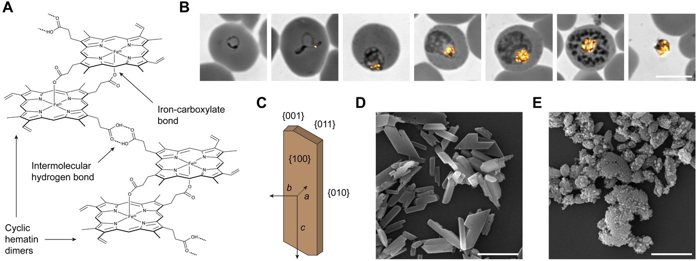 Heme biomineralization in P. falciparum parasites. (A) Structure of hemozoin. (B) Hemozoin development in situ, as shown by polarization microscopy. (C) Theoretical growth form of hemozoin. (D, E) Scanning EM images of isolated hemozoin from wild-type (D)