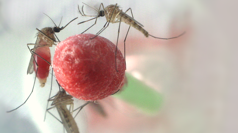 Man sieht in der Mitte ein mit roter Flüssigkeit getränktes Wattestäbchen. Auf diesem sitzen mehrere Mücken sowohl Männchen als auch Weibchen und saugen daran. Im Hintergrund ist eine weitere Mücke zu erkennen.