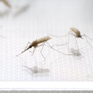 Photo of adult mosquitoes of the species Anopheles stephensi