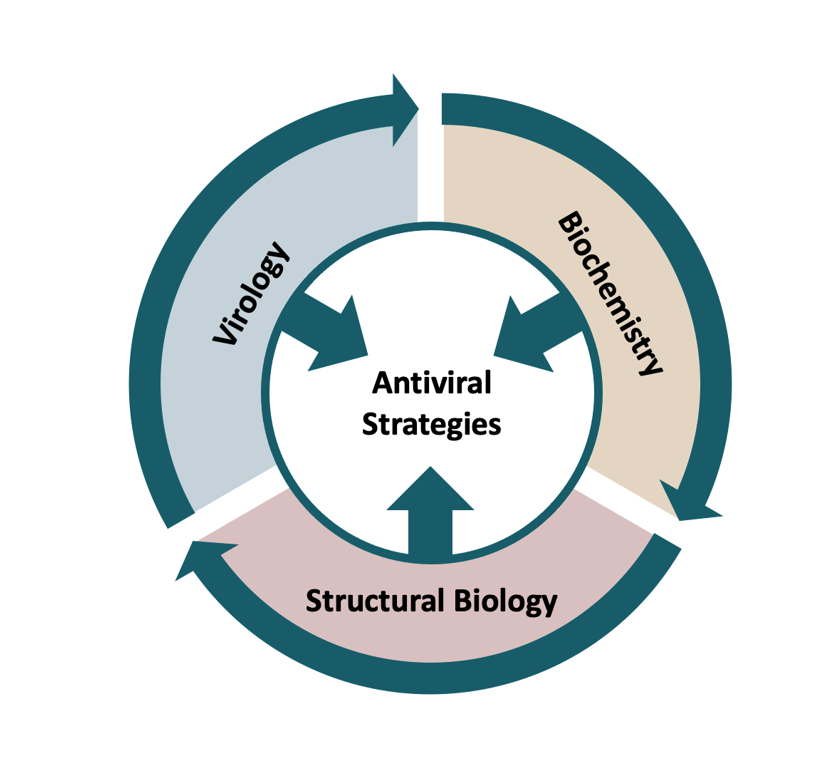 Grafik welche das Zusammenspiel der Forschungsmethoden aus den Bereichen Virologie, Strukturbiologie und Biochemie zeigt mit dem Ziel antivirale Strategien zu entwickeln