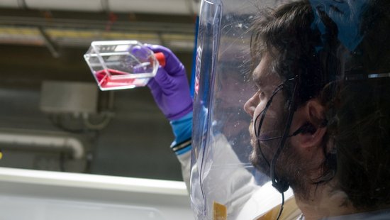 A researcher in a high-security laboratory in protective clothing looks at a cell culture bottle filled with red Medium.