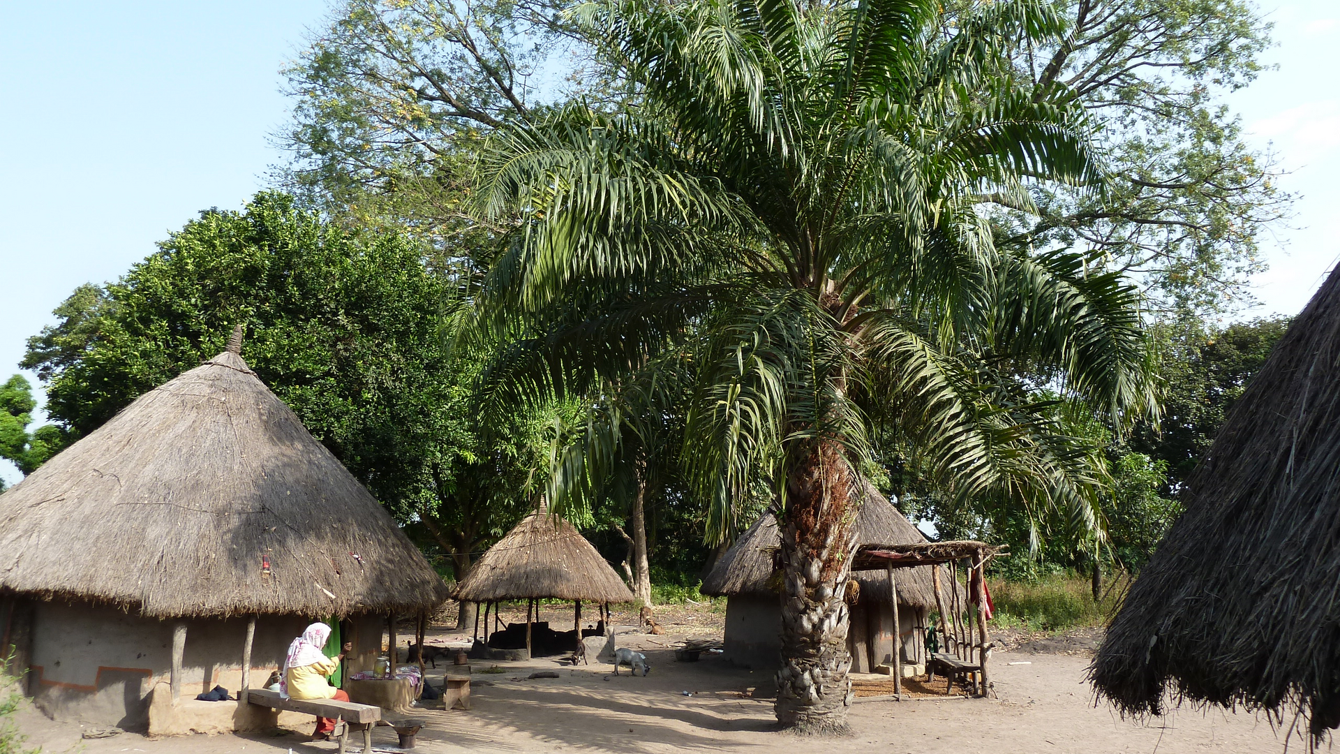 The picture shows a rural village in Upper Guinea, with three huts with thatched roofs on the left and a large tree next to them. In front of one hut a person is sitting on a bench. Goats can be seen between the h