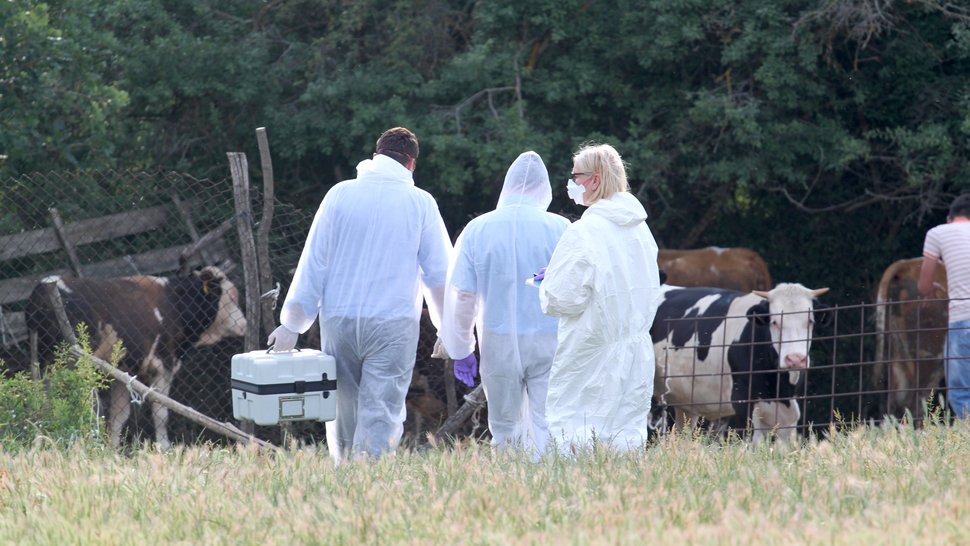 The photo shows three people from behind walking across a meadow. They are wearing light laboratory suits and medical masks. Cows are standing in the background.