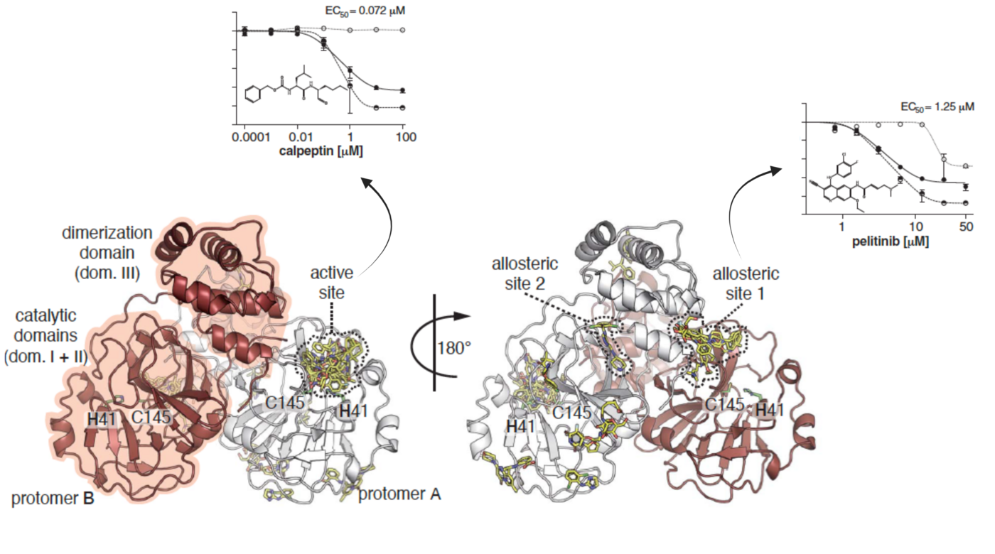 Wirkung von Mpro-Aktivstellen und allosterischen Inhibitoren auf die Replikation von SARS-CoV-2: Zu sehen sind zwei komplexe Strukturübersichten mit einer Grafik in der die Wirkung von Calpeptin und Pelitinib zu sehen ist.