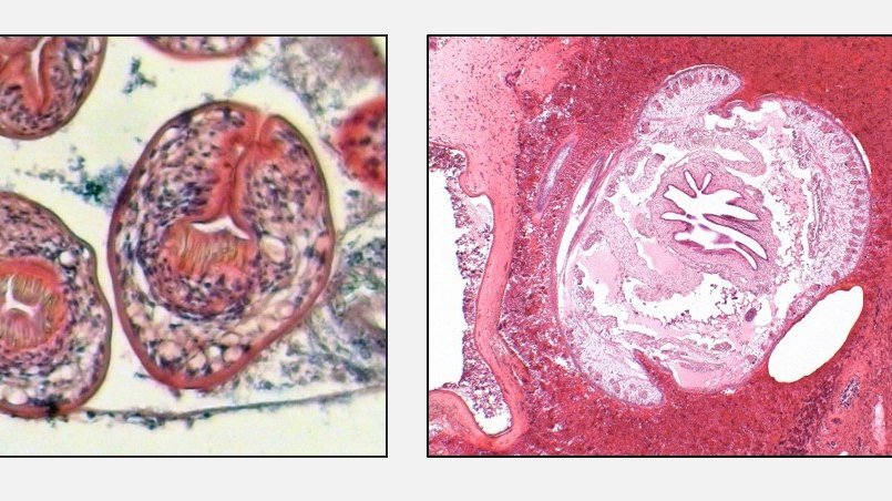 Erregernachweis im Gewebe: Mikroskopisch sichtbare Parasiten(bestandteile)  [links: Kopfanlagen des dreigliedrigen Hundebandwurms (Echninococcus granulosus);  mitte: Zungenwurm (Armillifer armillatus) Querschnitt;  rechts: Fadenwurm (Halicephalobus) im Gehirn]