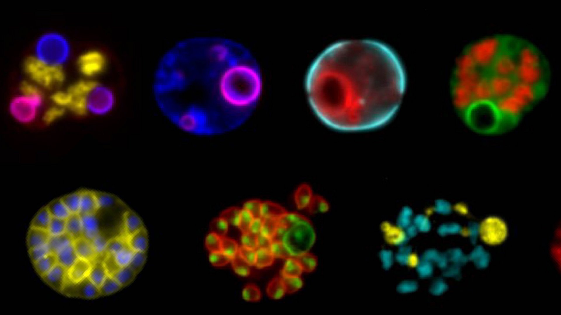 Transgenic Plasmodium falciparum parasites expressing fluorescently tagged proteins