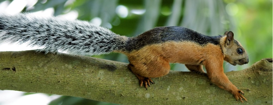 Image of a variegated squirrel (Sciurus variegatoides atrirufus) - a host of VSBV-1.