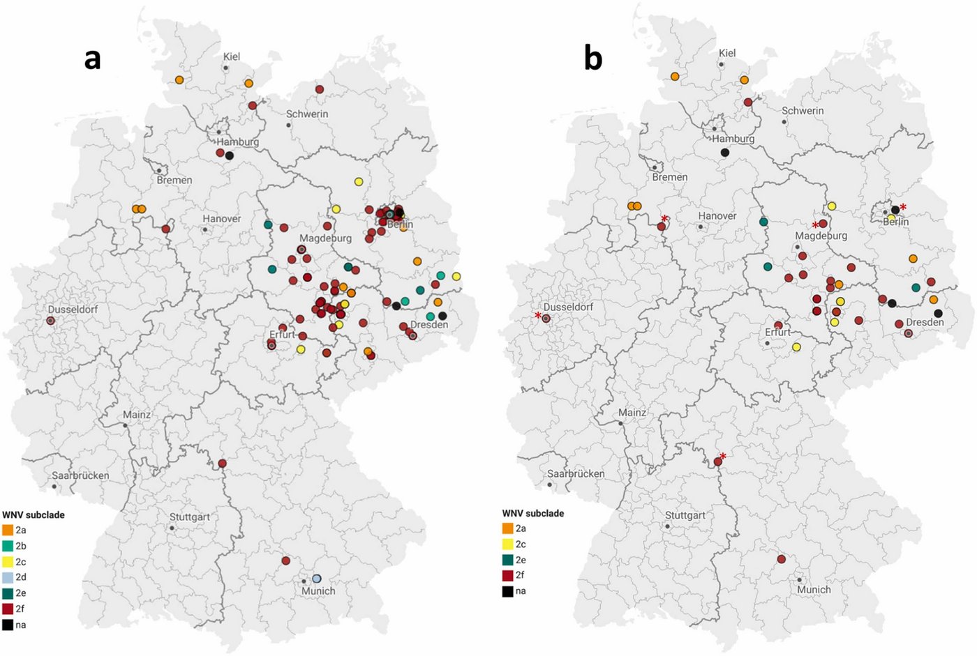 Die Grafik zeigt zwei Deutschlandkarten mit bunten Punkten, die das Vorkommen von West-Nil-Virus-positiven Proben symbolisieren. Links auf der Karte sind die für das West-Nil-Virus positiven Tiere und Blutspender:innen dargestellt, rechts nur die Standorte der WNV-positiv getesteten Blutspenden aus dieser Studie.