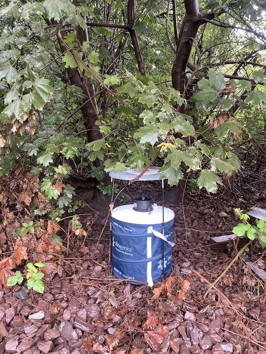 Stechmückenfalle: Eine blaue Tonne mit weißem Deckel und einem Loch sowie einem überdachten Gestell steht im Gebüsch auf dem Laub.