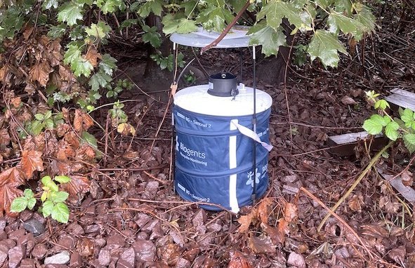 Stechmückenfalle: Eine blaue Tonne mit weißem Deckel und einem Loch sowie einem überdachten Gestell steht im Gebüsch auf dem Laub.