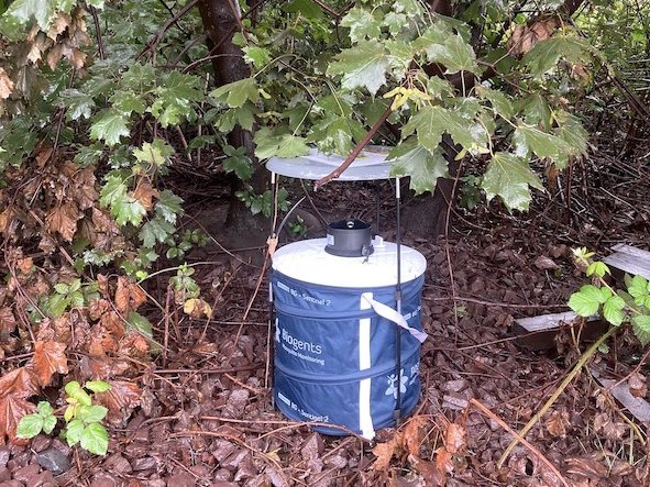 Stechmückenfalle: Eine blaue Tonne mit weißem Deckel und einem Loch sowie einem überdachten Gestell steht im Gebüsch auf dem Laub.