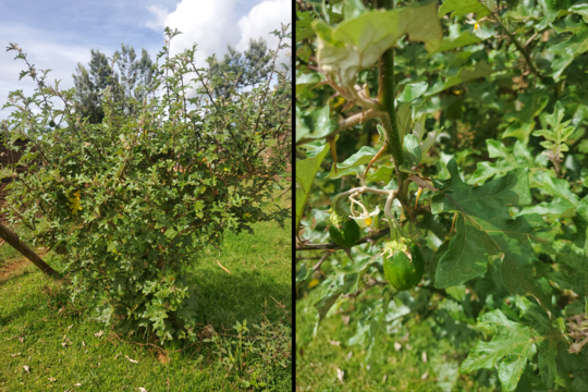 Solanum acaule Sodomepo Fotokombo eines Baumes, links der ganze Busch, rechts eine Detailaufnahme