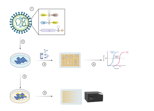 [Translate to English:] Der Ablauf von Screenings von Virostatika ist dargestellt. Die genetischen Komponenten eines rekombinanten LASV sind eingezeichnet. Zellen werden mit den Viren infiziert und mit Virostatika behandelt. Mittels verschiedener Analysemethoden wird getestet, ob das Medikament einen Effekt zeigt.