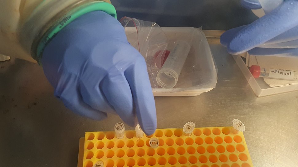 Ein Teammitglied des LFHV-GKD-Labors bearbeitet die verdächtige Probe in der Unterdruck-Glovebox. Nahaufnahme zweier Hände in blauen Laborhandschuhen, die gerade Proben in einen gelben Probenständer einsortierne.