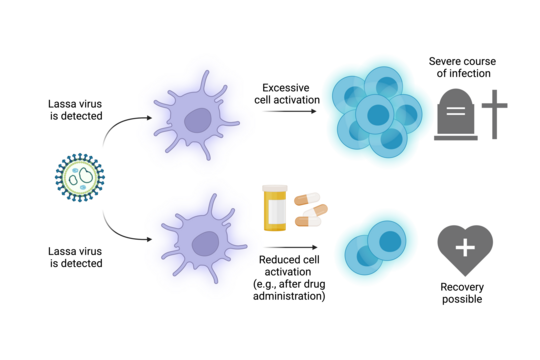The figure shows an overview of two possible courses of a Lassa infection after the Lassa virus has been recognized by the immune system. Either massive cell activation and a severe course of disease, or reduced cell activation after e.g. drug administration and a possible recovery.