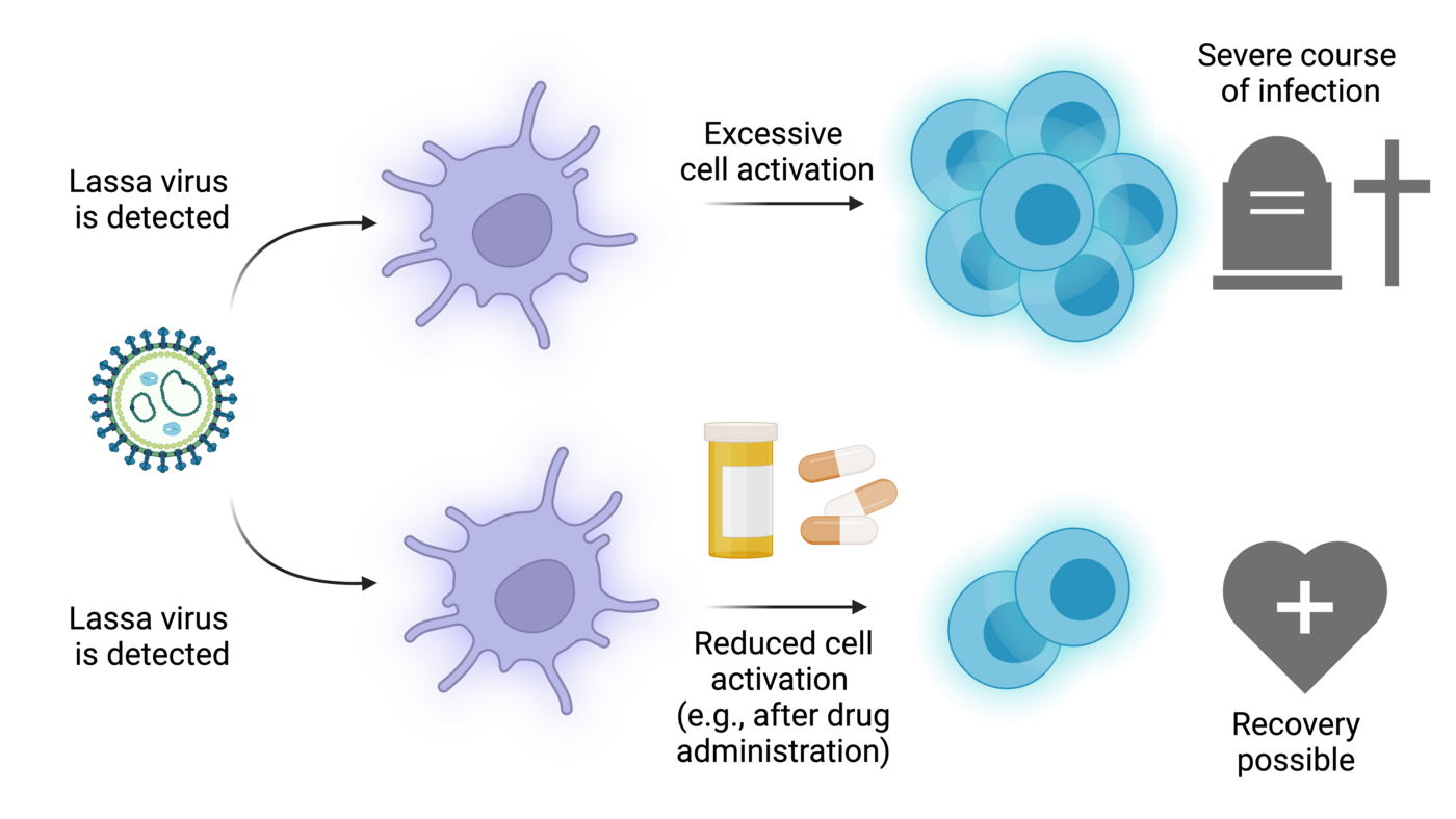 The figure shows an overview of two possible courses of a Lassa infection after the Lassa virus has been recognized by the immune system. Either massive cell activation and a severe course of disease, or reduced cell activation after e.g. drug administration and a possible recovery.