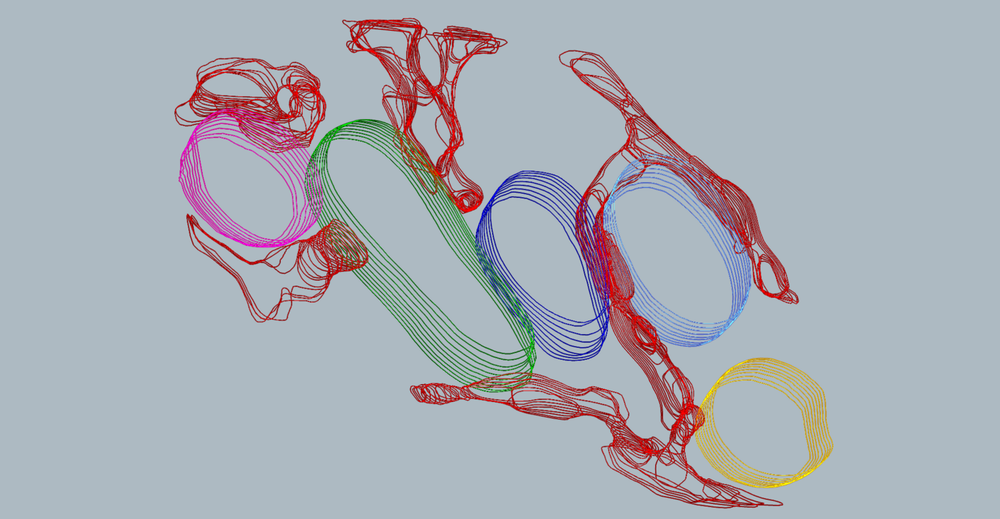 Decorative graphic on the theme of Campartments / Compartments in Infection