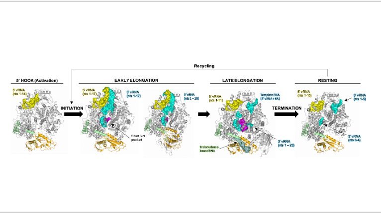 Der Prozess der viralen Genomvervielfältigung durch das SFTSV L-Protein Protein structure: Stages of the L protein in the multiplication machinery of the SFTS virus.