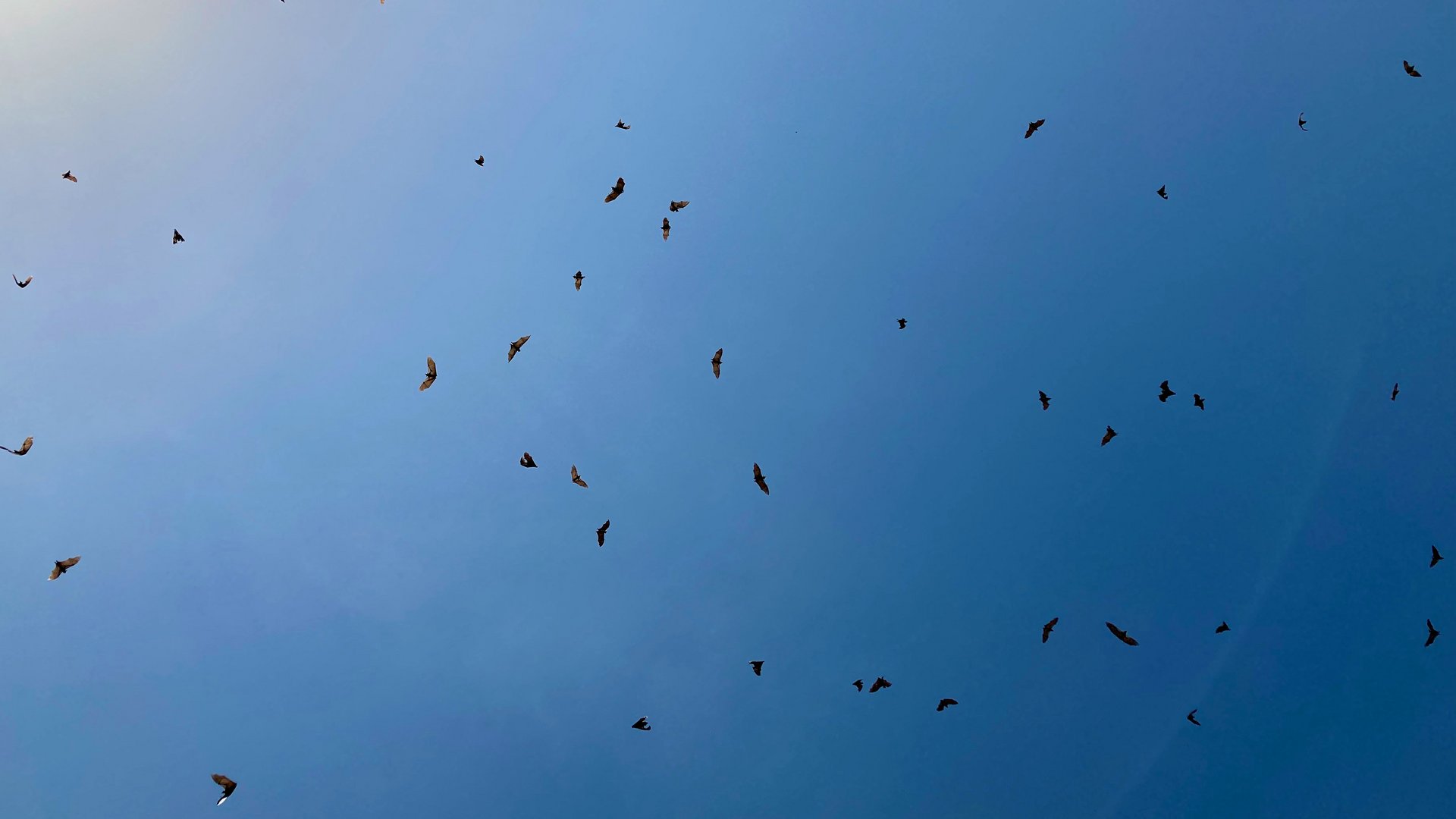 Bats in the sky of the Democratic Republic of the Congo