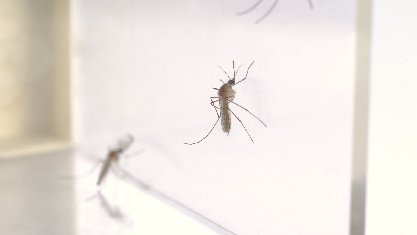 Das Bild zeigt eine Stechmücke der Gattung Culex, die als Vektor für das West-Nil-Virus dient.