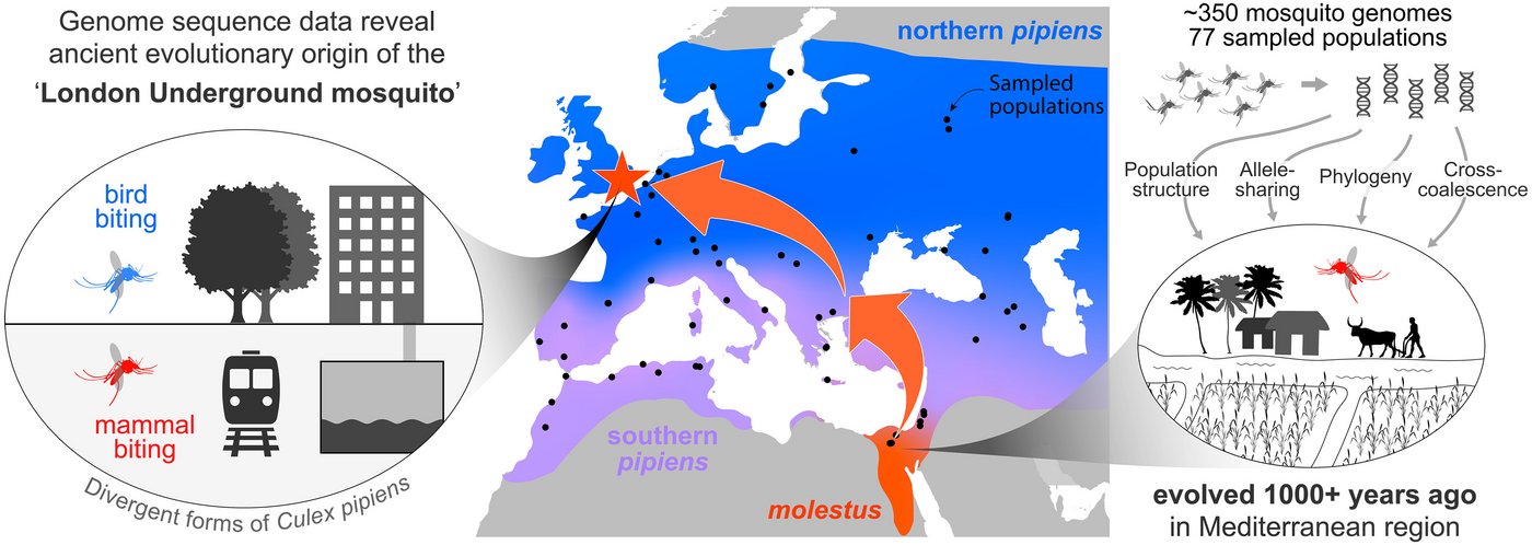 Der uralte Ursprung der Londoner U-Bahn-Mücke Dreier-Grafik, die den uralten Ursprung der Londoner U-Bahn-Mücke visualisiert
