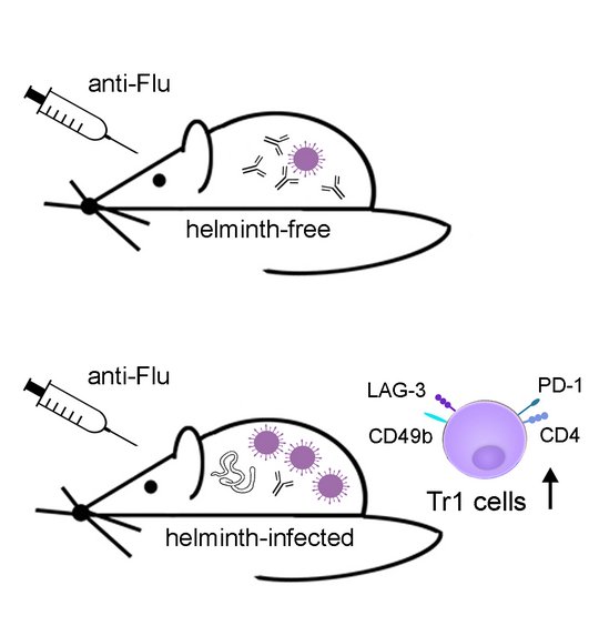 Chronic helminth infections suppress vaccination efficacy in mice. Zu sehen ist eine Übersicht in der die Unterdrücken der Wirksamkeit der Impfung bei Mäusen bei chronische Helmintheninfektionen gezeigt wird: im oberen Teil der Übersicht ist eine Comic Maus zu sehen, in desen Körper eine lila Zelle und Antikörper gezeichnet wurde. Eine Spritze mit "Anti-Flu" ist auf die Maus gerichtet. Im unteren Teil der Übersicht ist die gleiche Abbildung wie oben mit einem Wurm im Inneren, sowie einer Zelle außerhalb ergänzt. Die Zelle außerhalb zeigt vier Oberflächenmarker (CD49b, Lag-3, PD-1 und CD4) unter der Zelle steht Tr1cells mit einem Pfeil nach oben.