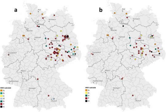Die Grafik zeigt zwei Deutschlandkarten mit bunten Punkten, die das Vorkommen von West-Nil-Virus-positiven Proben symbolisieren. Links auf der Karte sind die für das West-Nil-Virus positiven Tiere und Blutspender:innen dargestellt, rechts nur die Standorte der WNV-positiv getesteten Blutspenden aus dieser Studie.