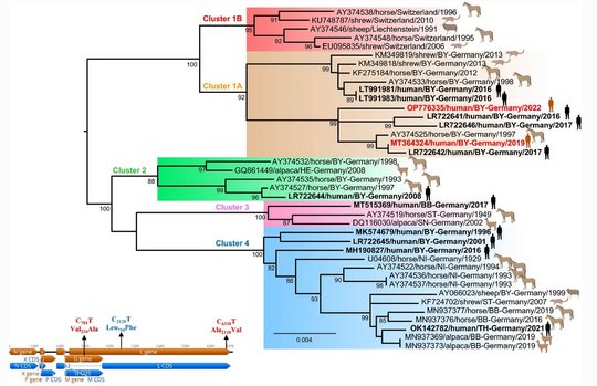 Phylo Human Maitenbeth