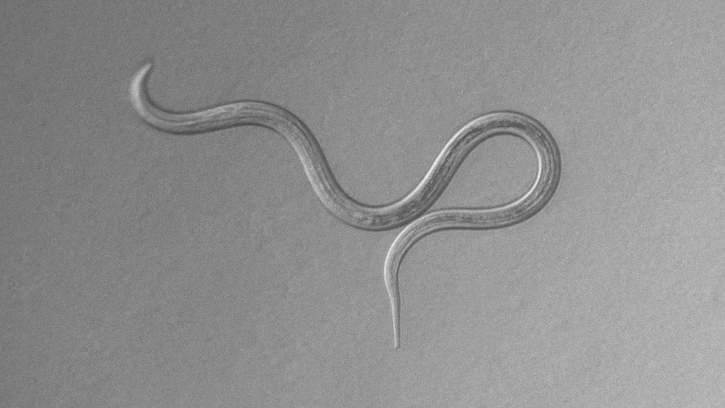 Auf dem schwarz-weiß-Foto ist ein gekringelter Wurm zu sehen.