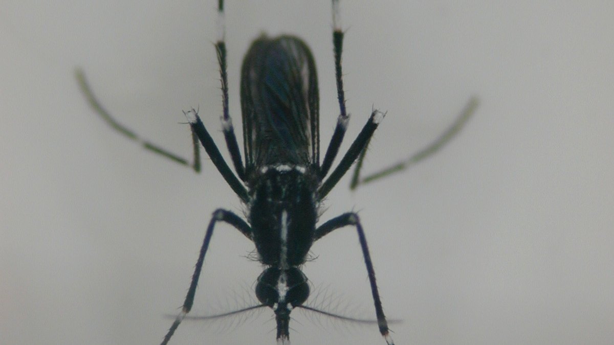 Weibliche Mücke frontal von oben