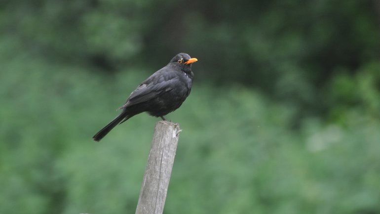 Zu sehen ist eine männliche Amsel im Grünen auf einem Zaunpfahl sitzend.