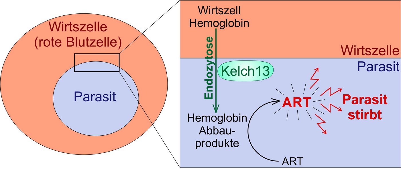 Das Bild zeigt eine schematische Darstellung der Malaria-Blutzellen-Interaktion