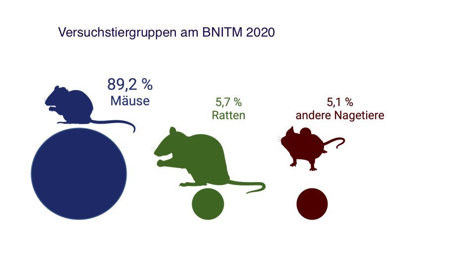 Illustration der Versuchstiergruppen am BNITM im Jahr 2020: 89,2 % Mäuse, 5,7 % Ratten, 5,1 % andere Nagetiere.