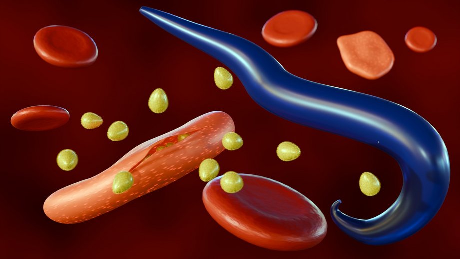 The graphic shows a blue Malaria parasite between several blood cells. From some of them, malaria sporozoites are spilling.