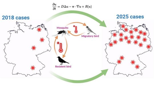 Prognostizierte Ausbreitung von WNV in Deutschland von 2018 bis 2025 Ein Diagramm, das die Ausbreitung von WNV in Deutschland von 2018 bis 2025 prognostiziert. Zwei Karten von Deutschland zeigen eine geringe Anzahl von Fällen im Jahr 2018 und eine weitreichende Verbreitung im Jahr 2025. Der mittlere Teil des Diagramms veranschaulicht den Übertragungszyklus, an dem Mücken, Zugvögel und Standvögel beteiligt sind und der von der Temperatur beeinflusst wird. Oben ist eine mathematische Gleichung für das Modell dargestellt.