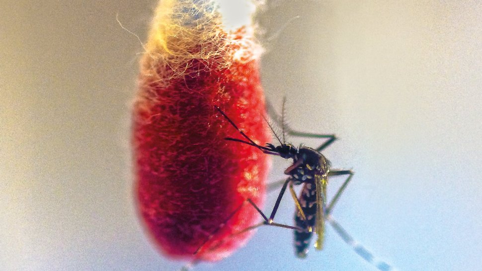 Striped Asian tiger mosquito feeding on a blood-soaked Q-tip