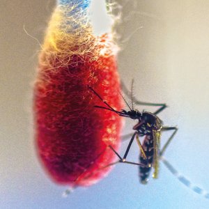 Photo of a mosquito from the side, sucking on a cotton swab soaked in red liquid.