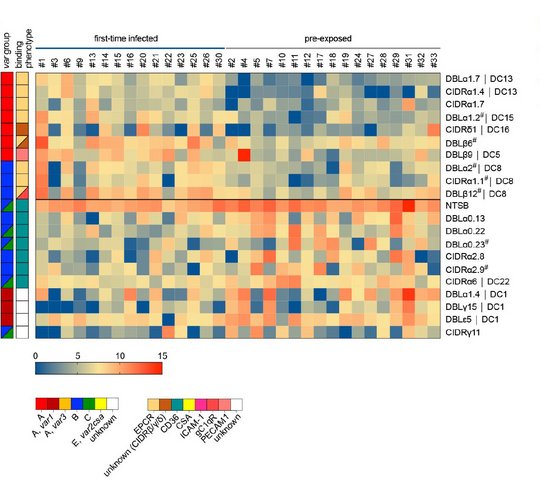Heatmap mit Expressionsunterschieden von PfEMP1-Domänen