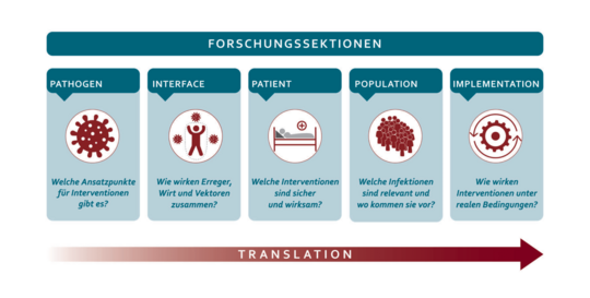 Zu den Forschungsgruppen Die in Petrol, Braun und Weiß gehaltene Grafik zeigt die fünf Forschungssektionen des BNITM. Darunter der bräunliche Translationsstrahl.