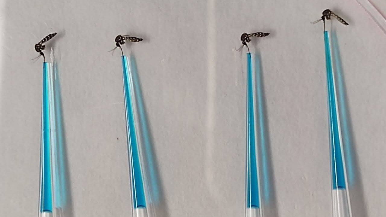 Vier Pipettenspitzen mit einer hellblauen Flüssigkeit am offenen Ende liegen Mücken, von  denen Speichel gesammelt wird.