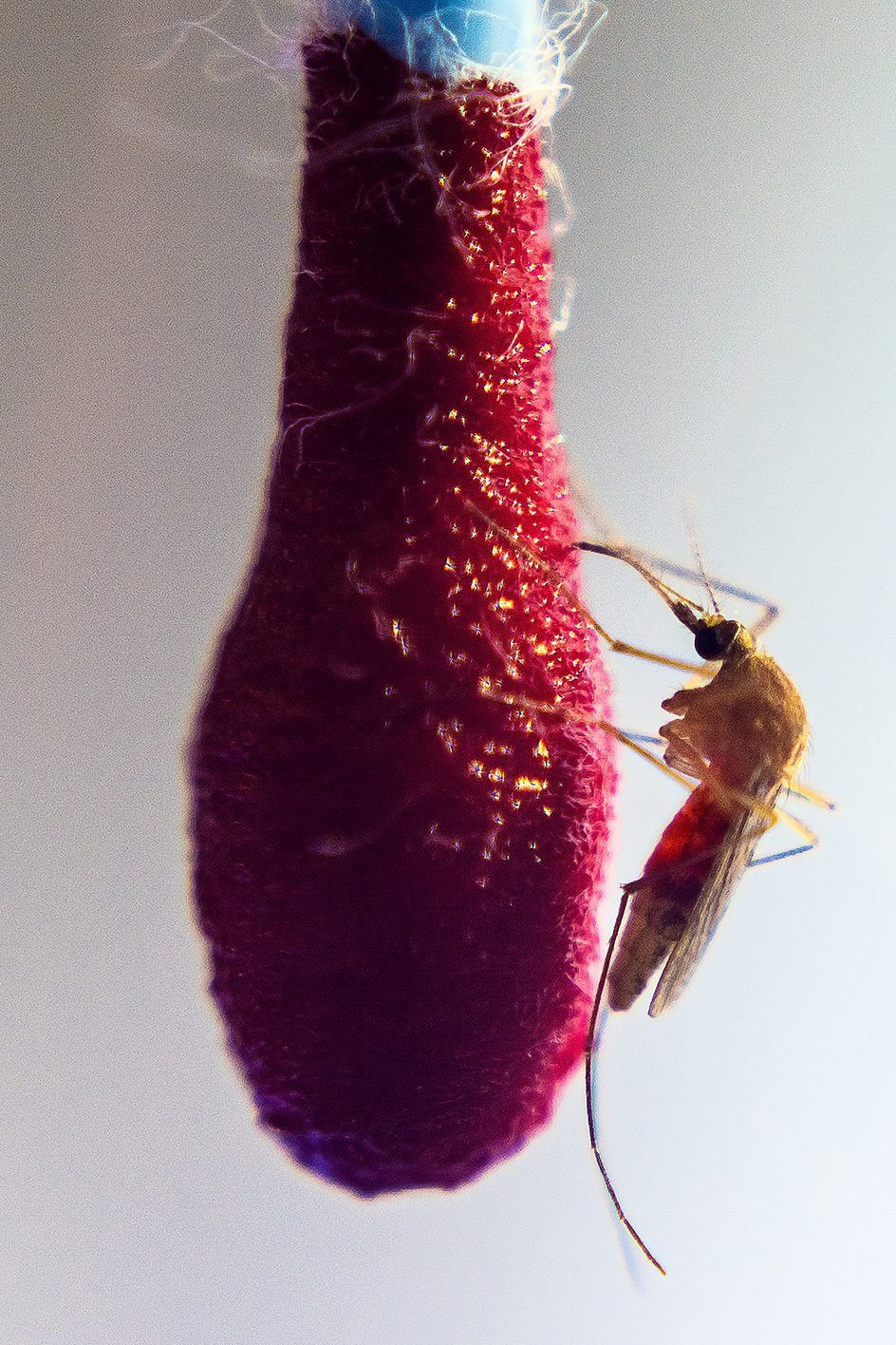 Gemeine Hausmücke (Culex pipiens) seitlich bei der Blutmahlzeit an einem rot getränkten Wattestäbchen