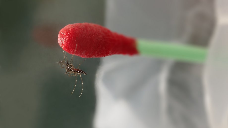 The image shows an Asian tiger mosquito (Aedes albopictus) in a laboratory.