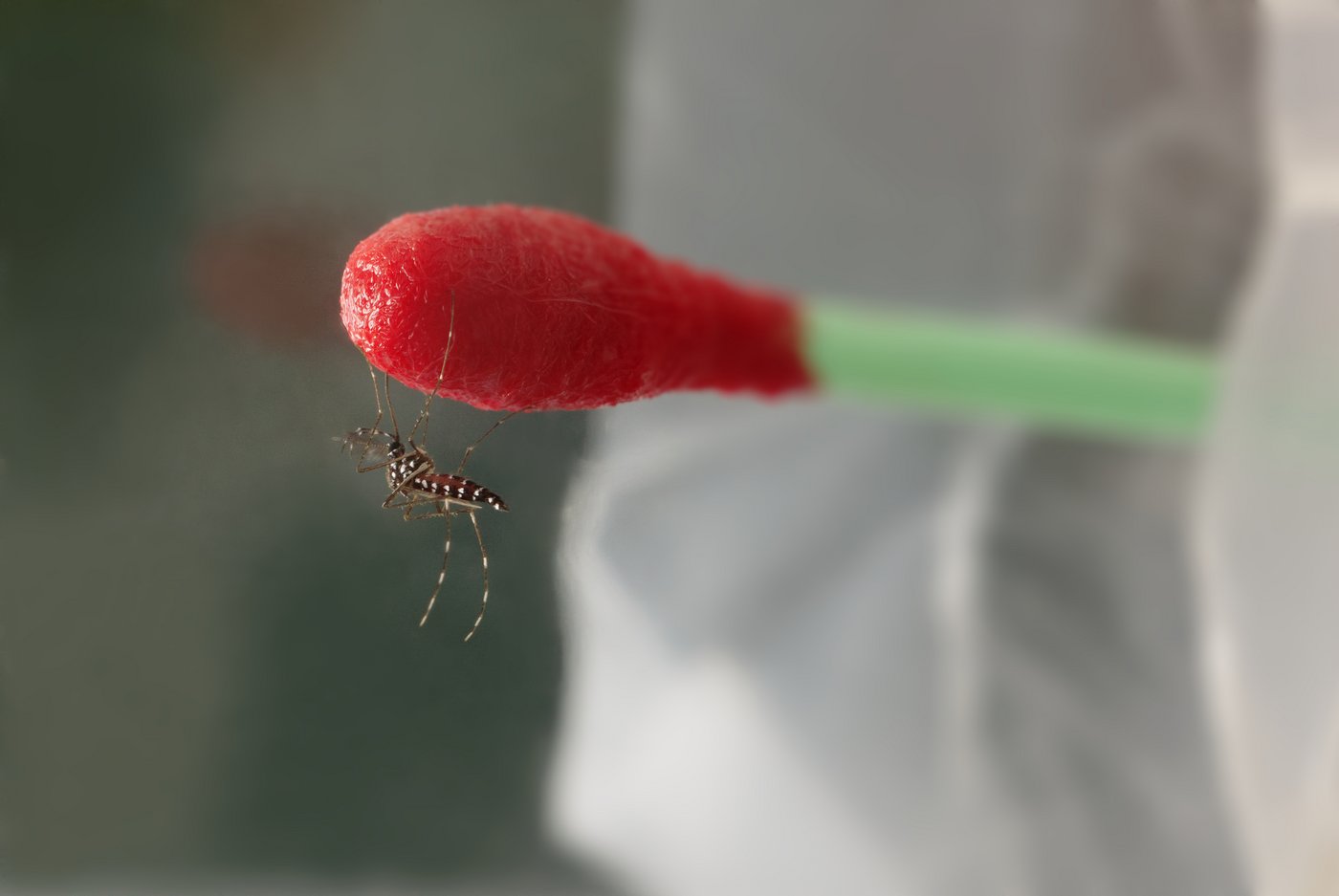 Das Bild zeigt eine Asiatische Tigermücke (Aedes Albopictus) im Labor.
