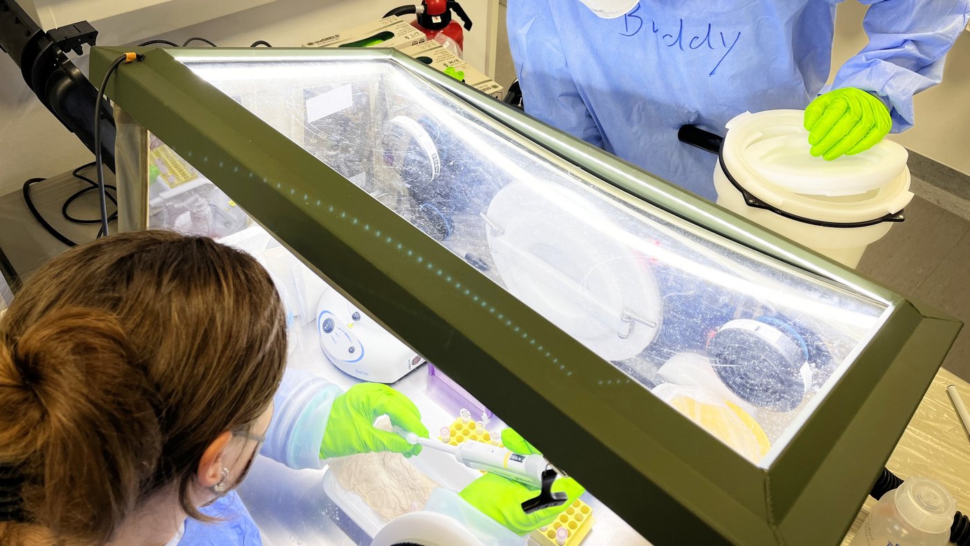 Two trainees are seen in personal protective equipment, dressed in a blue smock and green gloves. One trainee is working in the negative pressure glovebox and inactivating suspicious samples. He holds a pipette and pipettes the contents of a microcentrifuge tube. The other person (also called a buddy) observes the entire process to ensure that laboratory procedures for handling suspected viral hemorrhagic fever samples are followed. Because this was a master's course training, the specimens to be processed were not infectious.