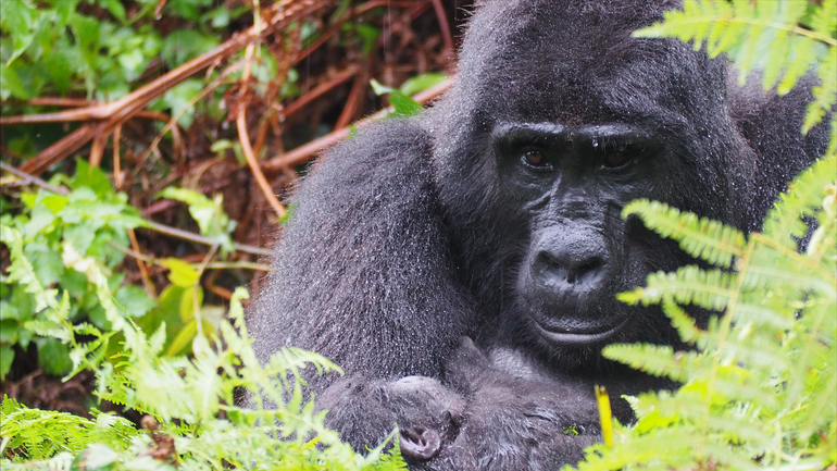 In the Bwindi rainforest, a mother gorilla holds her baby close as rain pours down, highlighting their bond and resilience.