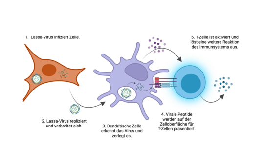 Abwehrmechanismus des Immunsystems gegen das Lassa-Virus.