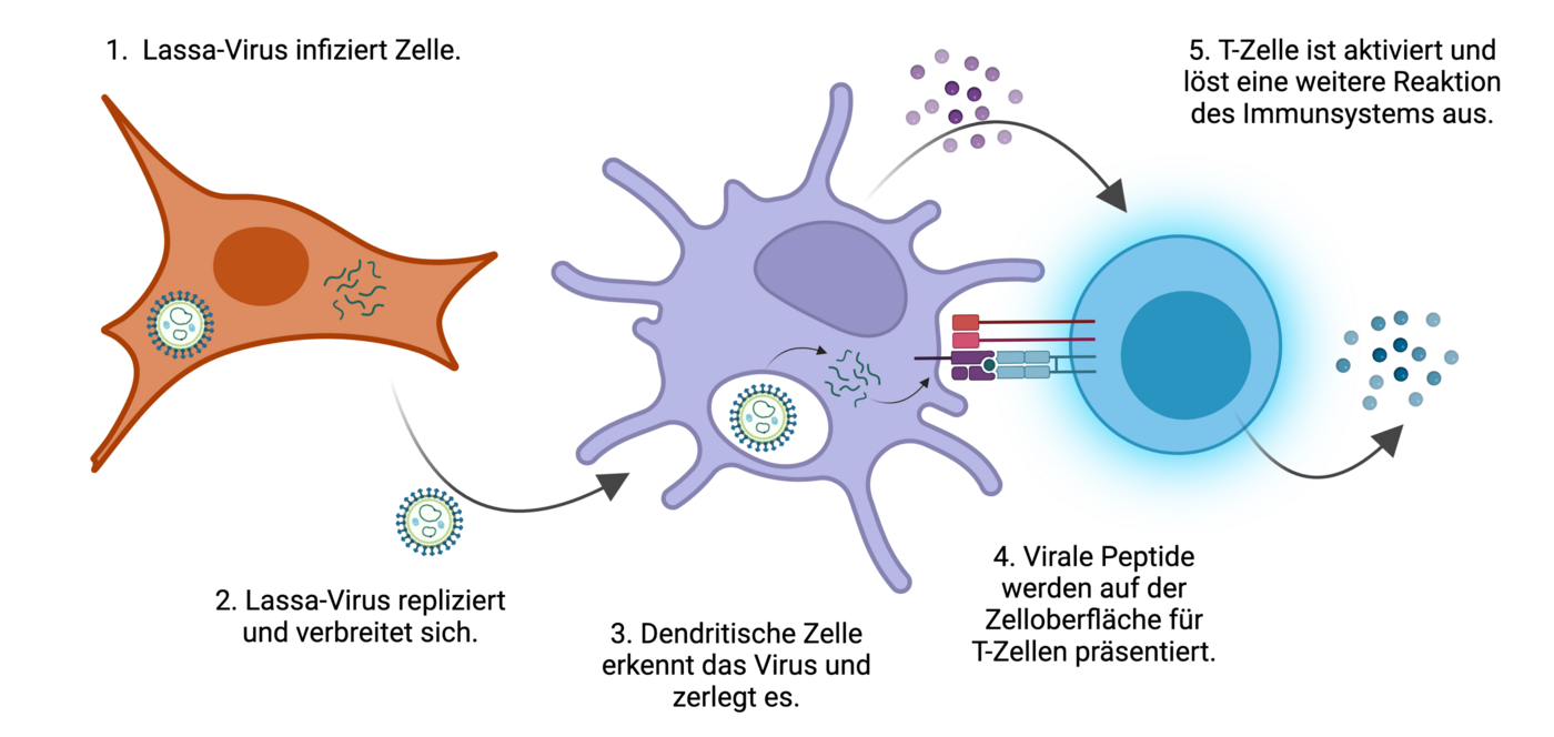 Abwehrmechanismus des Immunsystems gegen das Lassa-Virus.