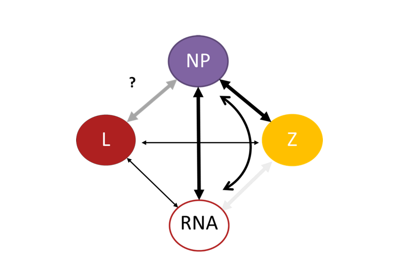 Die Erforschung viraler Protein-Protein und Protein-RNA-Wechselwirkungen.