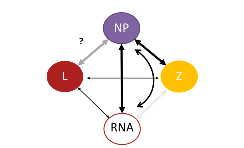 Schematic showing the interactions that are known and suspected between the Lassa virus proteins.