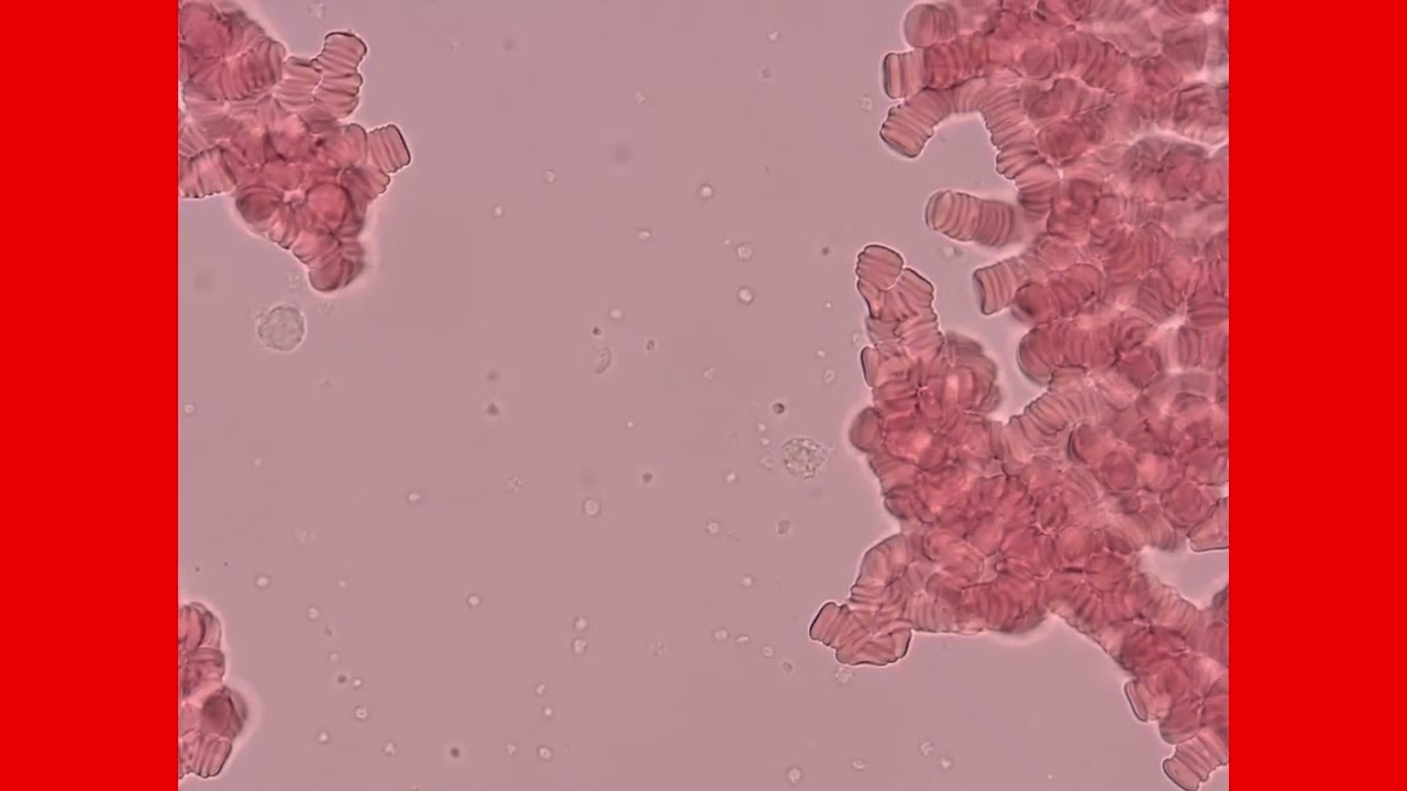 Glückwünsche zum Jubiläum von Prof. Julia Walochnik, Institut für Spezifische Prophylaxe und Tropenmedizin, Medizinische Universität Wien, anlässlich des 125-jährigen Bestehens des BNITM. __row|uid_local|metadata|alternative